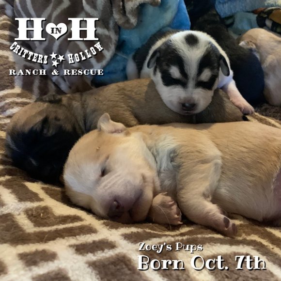 Heart in Hand Critters Hollow Ranch & Rescue Men's Tee - Picture 4 of 4